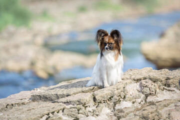 Papillon dog in nature in summer