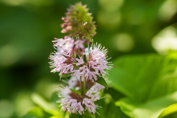 Mentha aquatica, water mint, Mentha hirsuta Huds purple flowers blooming near water. Honey plants of Ukraine and Europe.