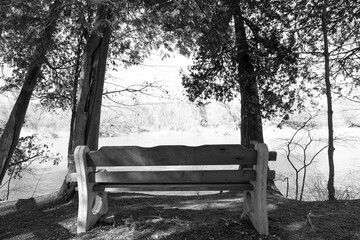 bench in the forest