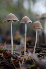 Mycena elegantula mushrooms in the nature