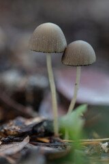 Mycena elegantula mushrooms in the nature