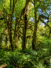Obraz premium Hoh Rainforest at Olympic Peninsula in Washington