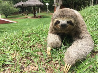 Friendly sloth