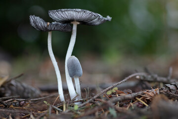 Wooly Ink Cap mushroom in the nature