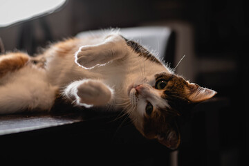 gato meme en contraluz sobre mesa cordoba argentina 