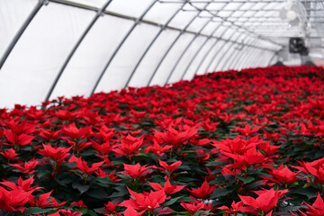 plantation of bright red poinsettia flowers in a greenhouse on a winter day