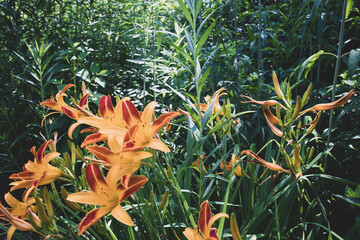 Day Lillies