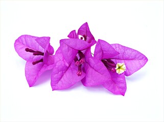 Purple flower isolated on white background ,violet bougainvillea flower 