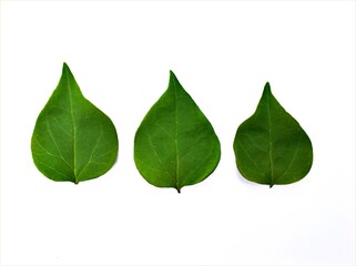 Fototapeta premium Green leave isolated on white background ,,bougainvillea flower leaf
