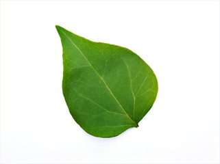 Green leave isolated on white background ,,bougainvillea flower leaf	