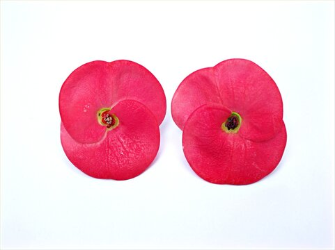 Red flower isolated on white background ,red crown of thorns