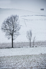 Neve  nel Monferrato (AL)