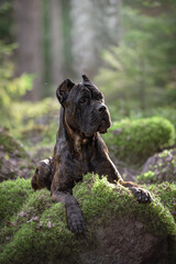 Fototapeta na wymiar dog cane Corso in nature in the summer