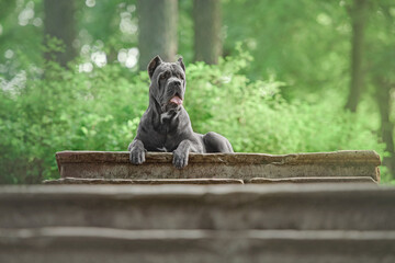 dog cane Corso in nature in the summer