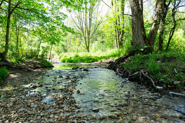 river in the forest