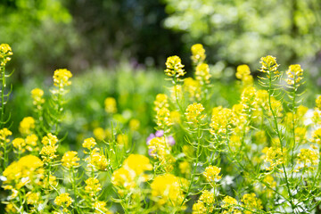 field of flowers