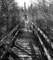 bridge in the forest