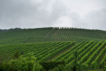 Fototapeta na wymiar Weinberge, Weinanbau, grüne Bäume am Horrizont in Baden Württenberg