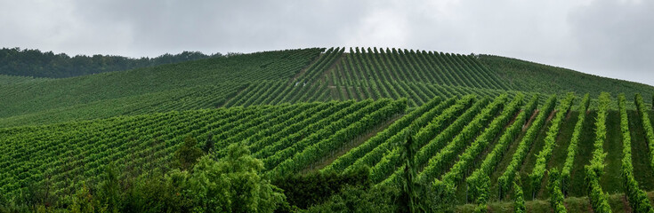 Weinberge, Weinanbau, grüne Bäume am Horrizont in Baden Württenberg