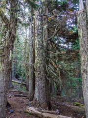Rainforest at North Cascade Mountains in Washington