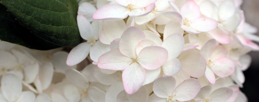 white hydrangea close-up petals horizontal background.hydrangeas in soft color texture for background.white hydrangea flowers tender romantic floral background.Soft focus white flowers wallpaper © Red diamond