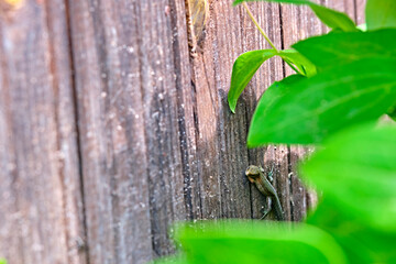 Female green lizard sitting in the shade of leaves. color