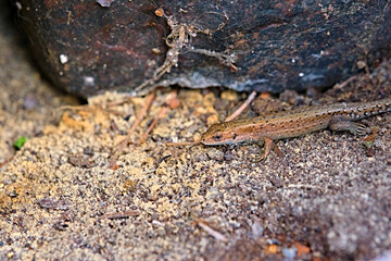 lizard crawls on old concrete. general plan. soft focus. color