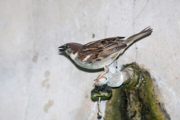 Sparrow drinking water on the tap          