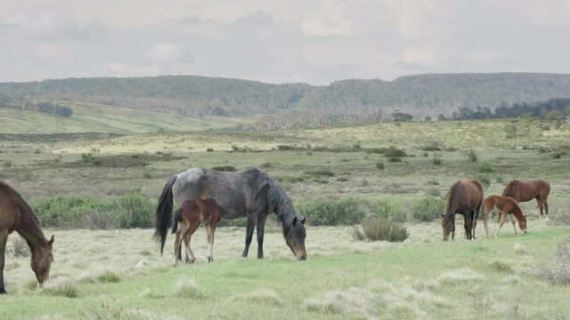 a brumby foal attempts to suckle at kosciuszko national park of nsw, australia