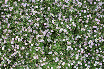 gypsiphilia flowers background or wallpaper.Small wildflowers flowers.Closeup many little gypsophila pink flowers background. Gilia wildflowers blooming on a meadow.Floral beautiful light background. 