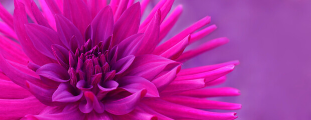 big red dahlia horizontal background