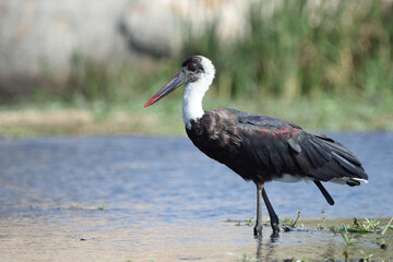 Wollhalsstorch / Woolly-necked stork / Ciconia episcopus