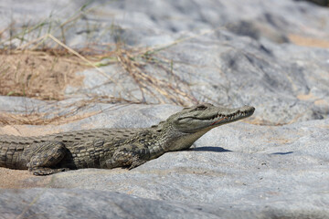 Nilkrokodil / Nile Crocodile / Crocodylus Niloticus