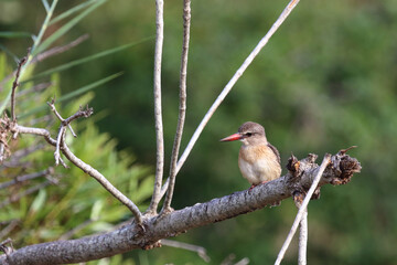 Braunkopfliest / Brown-hooded kingfisher / Halcyon albiventris