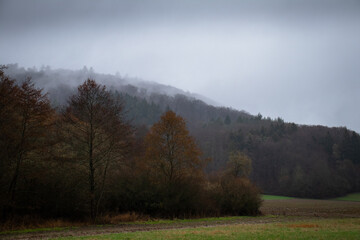 Obraz na płótnie Canvas Moody forest on a rainy morning in Germany