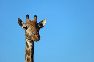 Giraffe / Giraffe / Giraffa Camelopardalis