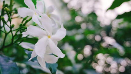 white spring flowers