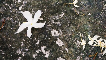 flowers in the forest