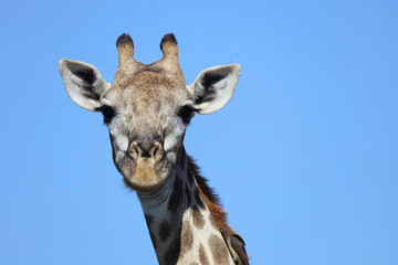 Giraffe / Giraffe / Giraffa Camelopardalis