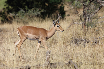 Schwarzfersenantilope / Impala / Aepyceros melampus..