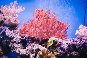 Fototapeta na wymiar close up of Coral in the deep sea