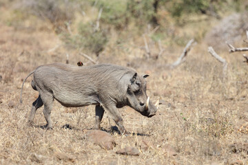 Fototapeta premium Warzenschwein / Warthog / Phacochoerus africanus