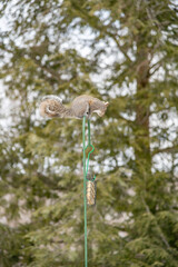 Perched squirrel on a suet feeder portrait