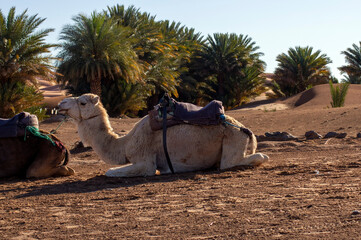 Camel waiting patiently for tourists, Merzouga, Morocco