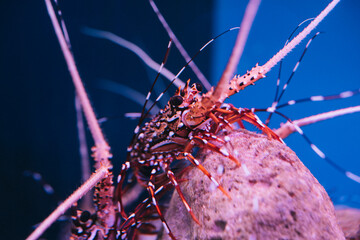 Close up of a spotfin lionfish (Pterois antennata) on blur background