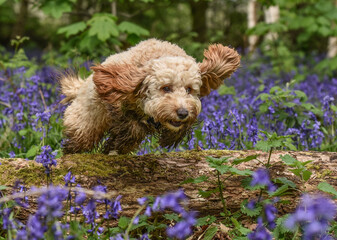 Happy golden cockapoo jumping over a log in the bluebell woods in Spring.