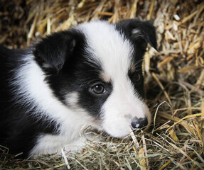 Naklejka na ściany i meble Young black and white border collie puppy lying in straw in barn
