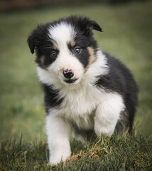 Curious young black and white border collie puppy walking towards camera