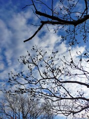 tree branches against blue sky