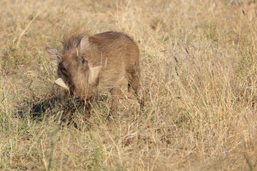 Warzenschwein / Warthog / Phacochoerus africanus